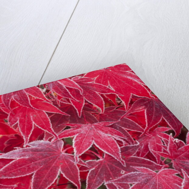 Frost Covered Japanese Maple Leaves by Anonymous