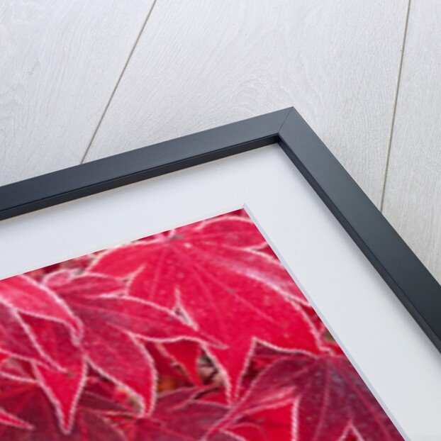 Frost Covered Japanese Maple Leaves by Anonymous