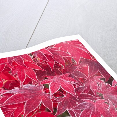 Frost Covered Japanese Maple Leaves by Anonymous