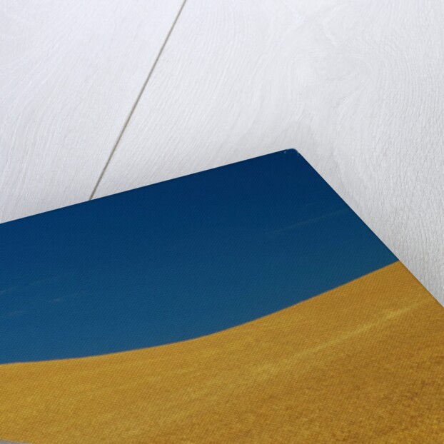 Shed in a Wheat Field by Anonymous