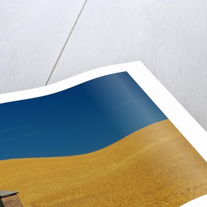 Shed in a Wheat Field by Anonymous
