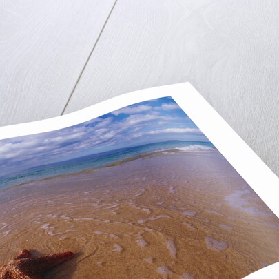 Starfish at Kihei Beach by Anonymous