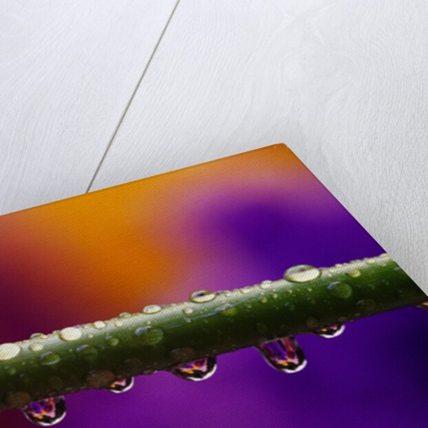 Dew Drops on Iris Stem by Anonymous