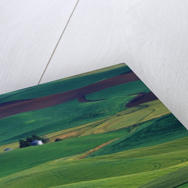 Wheat and Pea Fields Covering Rolling Hills by Anonymous