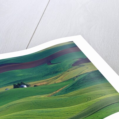 Wheat and Pea Fields Covering Rolling Hills by Anonymous