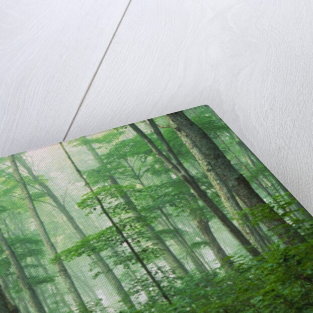Maple Forest and Fog by Anonymous