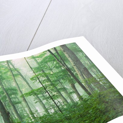 Maple Forest and Fog by Anonymous