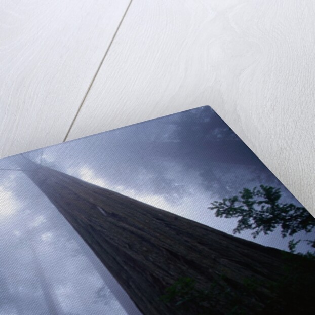 Redwoods and Fog by Anonymous