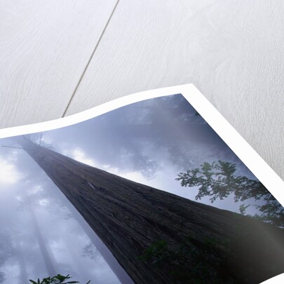 Redwoods and Fog by Anonymous