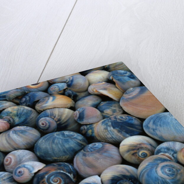 Shells by Anonymous