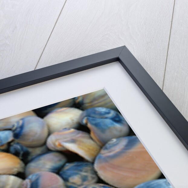 Shells by Anonymous