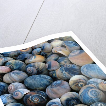 Shells by Anonymous
