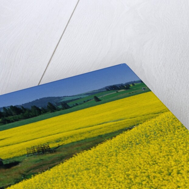 Barn in Rape Seed Field by Anonymous