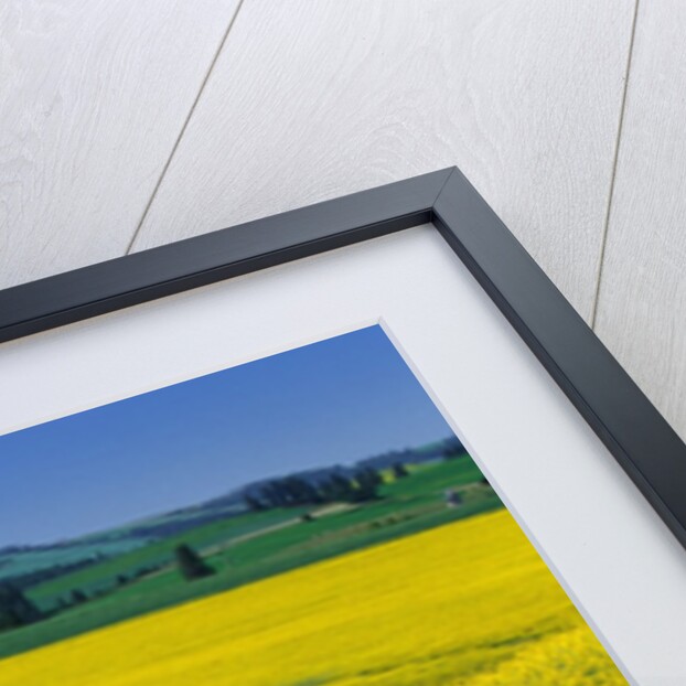 Barn in Rape Seed Field by Anonymous