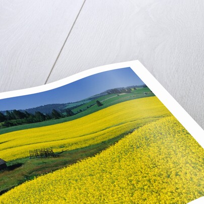 Barn in Rape Seed Field by Anonymous