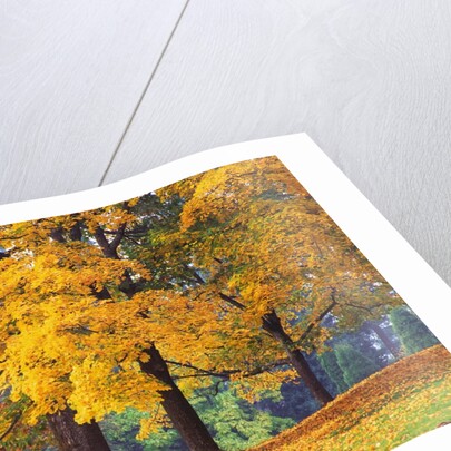 Autumn Foliage at Hoyt Arboretum by Anonymous