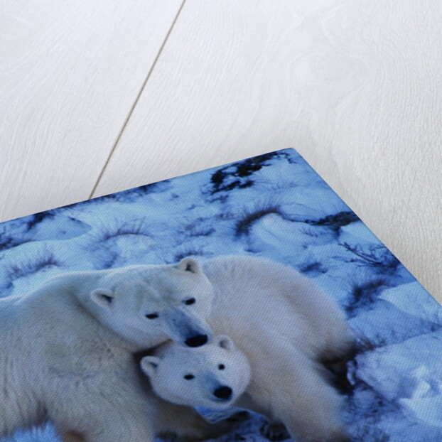 Polar Bear with Cub by Anonymous