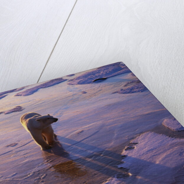 Polar Bear on Ice at Sunrise by Anonymous