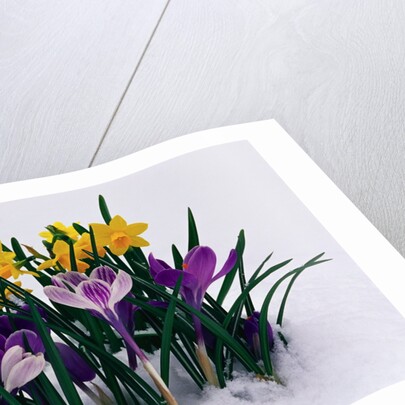 Crocuses and Daffodils in Snow by Anonymous