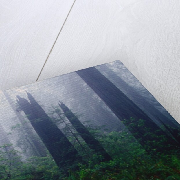 Trail Through Foggy Redwood Forest by Anonymous