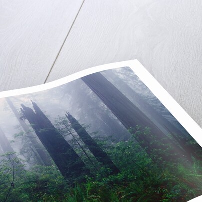 Trail Through Foggy Redwood Forest by Anonymous