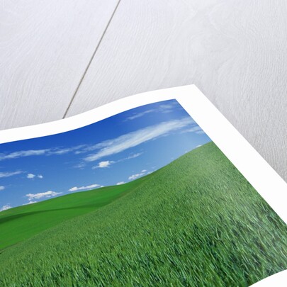 Red Barn in a Wheat Field by Anonymous