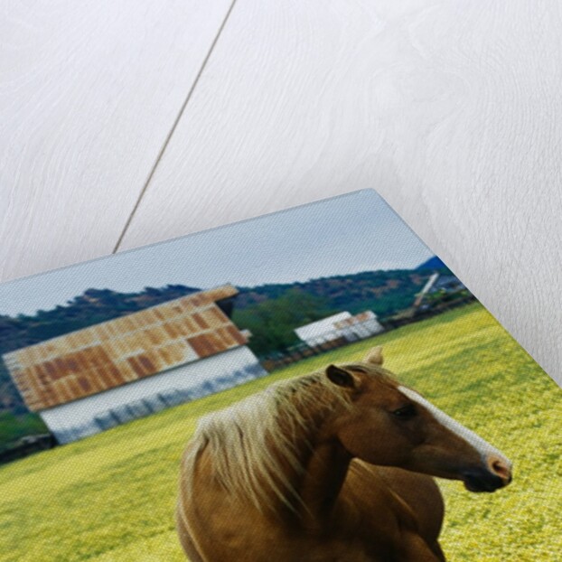 Horse in Tidy Tips by Anonymous