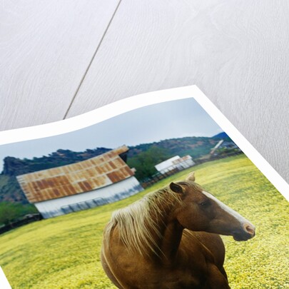 Horse in Tidy Tips by Anonymous