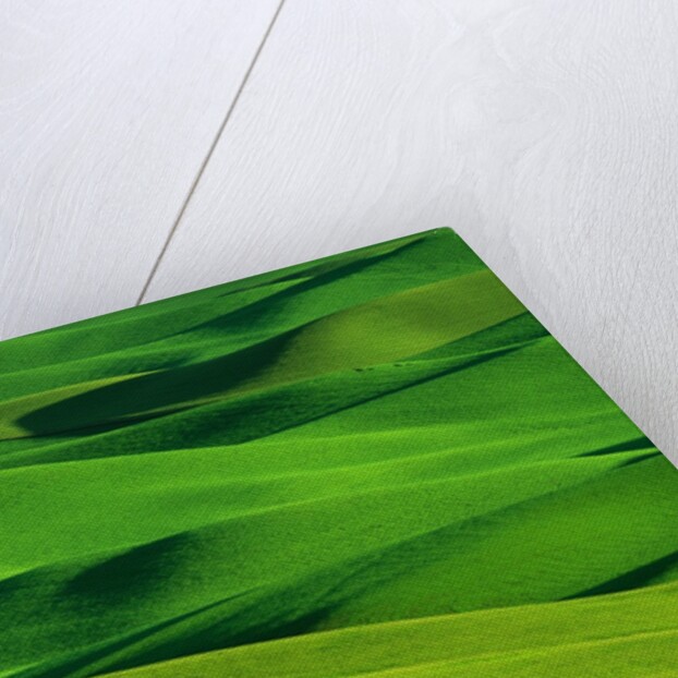 Palouse Hills by Anonymous