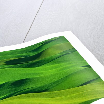 Palouse Hills by Anonymous