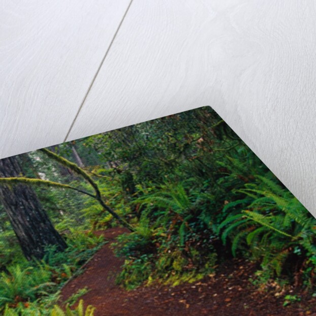 Trail Through Redwood Trees by Anonymous