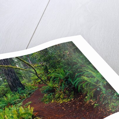 Trail Through Redwood Trees by Anonymous