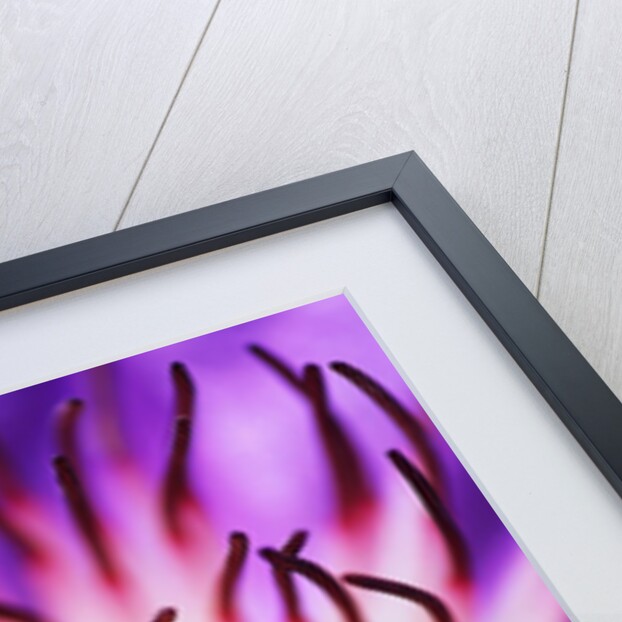 Detail of Clematis Flower by Anonymous