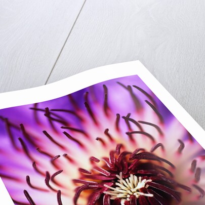 Detail of Clematis Flower by Anonymous