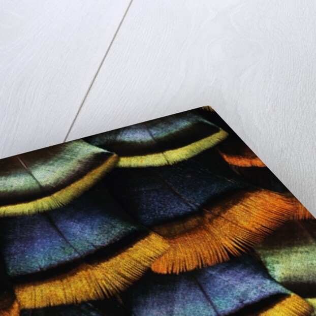 Detail of a Turkey Feather by Anonymous