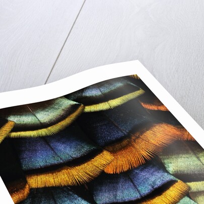 Detail of a Turkey Feather by Anonymous