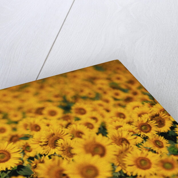 Sunflowers by Anonymous