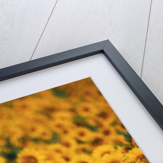 Sunflowers by Anonymous