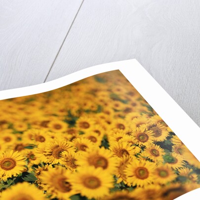 Sunflowers by Anonymous