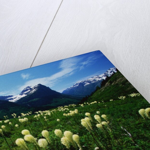Bear Grass near Going-to-the-Sun Mountain by Anonymous