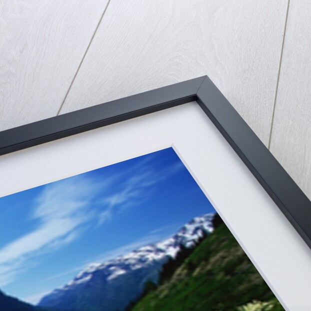 Bear Grass near Going-to-the-Sun Mountain by Anonymous