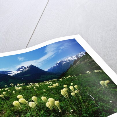 Bear Grass near Going-to-the-Sun Mountain by Anonymous