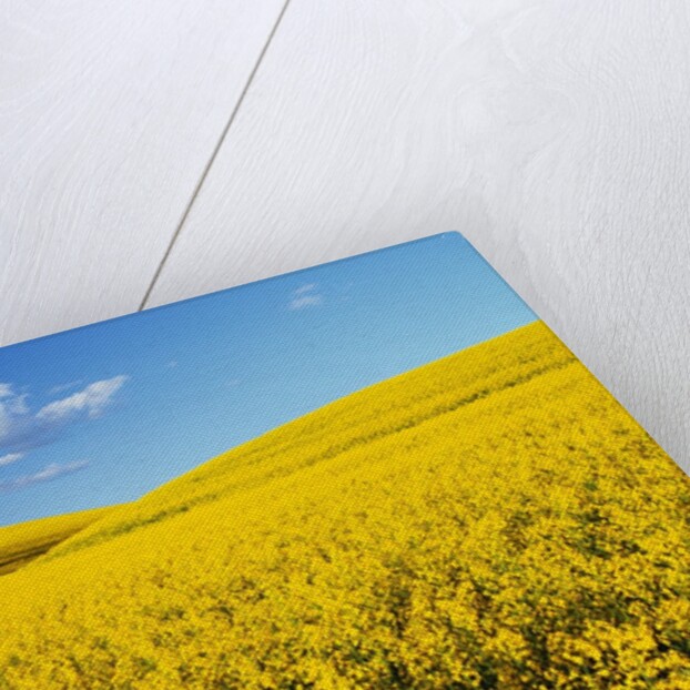 Canola Field in Bloom by Anonymous
