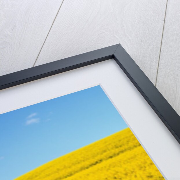 Canola Field in Bloom by Anonymous