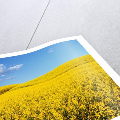 Canola Field in Bloom by Anonymous
