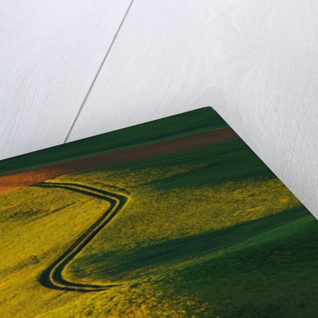 Wheat and Pea Fields by Anonymous