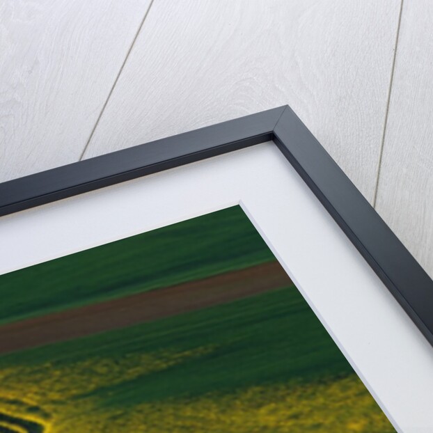 Wheat and Pea Fields by Anonymous