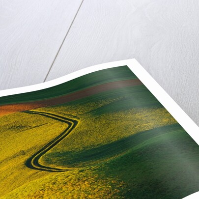 Wheat and Pea Fields by Anonymous