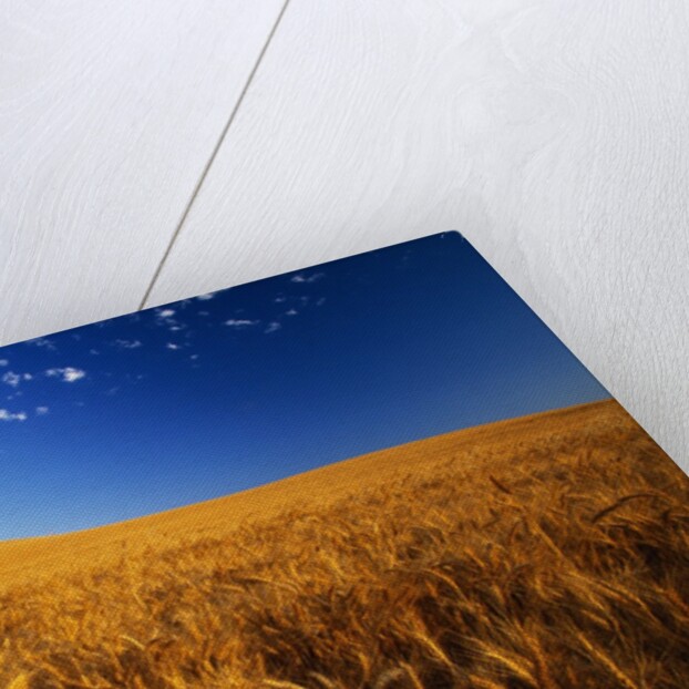 Wheat Field by Anonymous