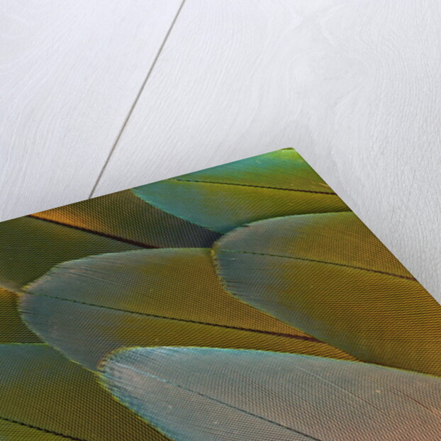Close-up of Parrot Feathers by Anonymous